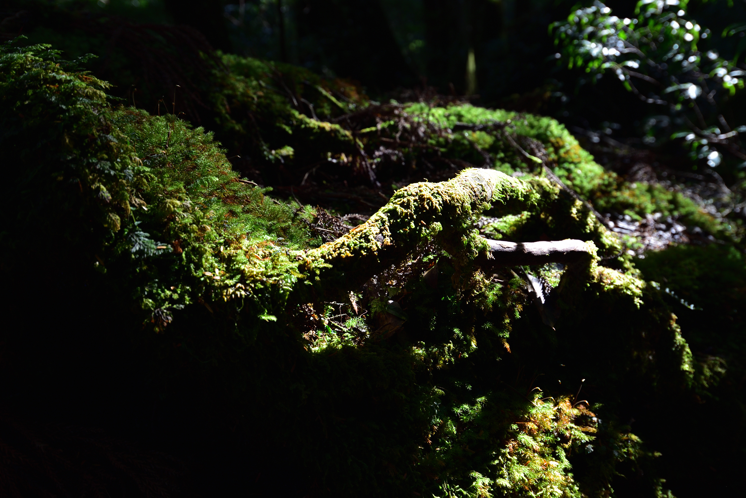 Deep cedar forest of Yakushima, Japan