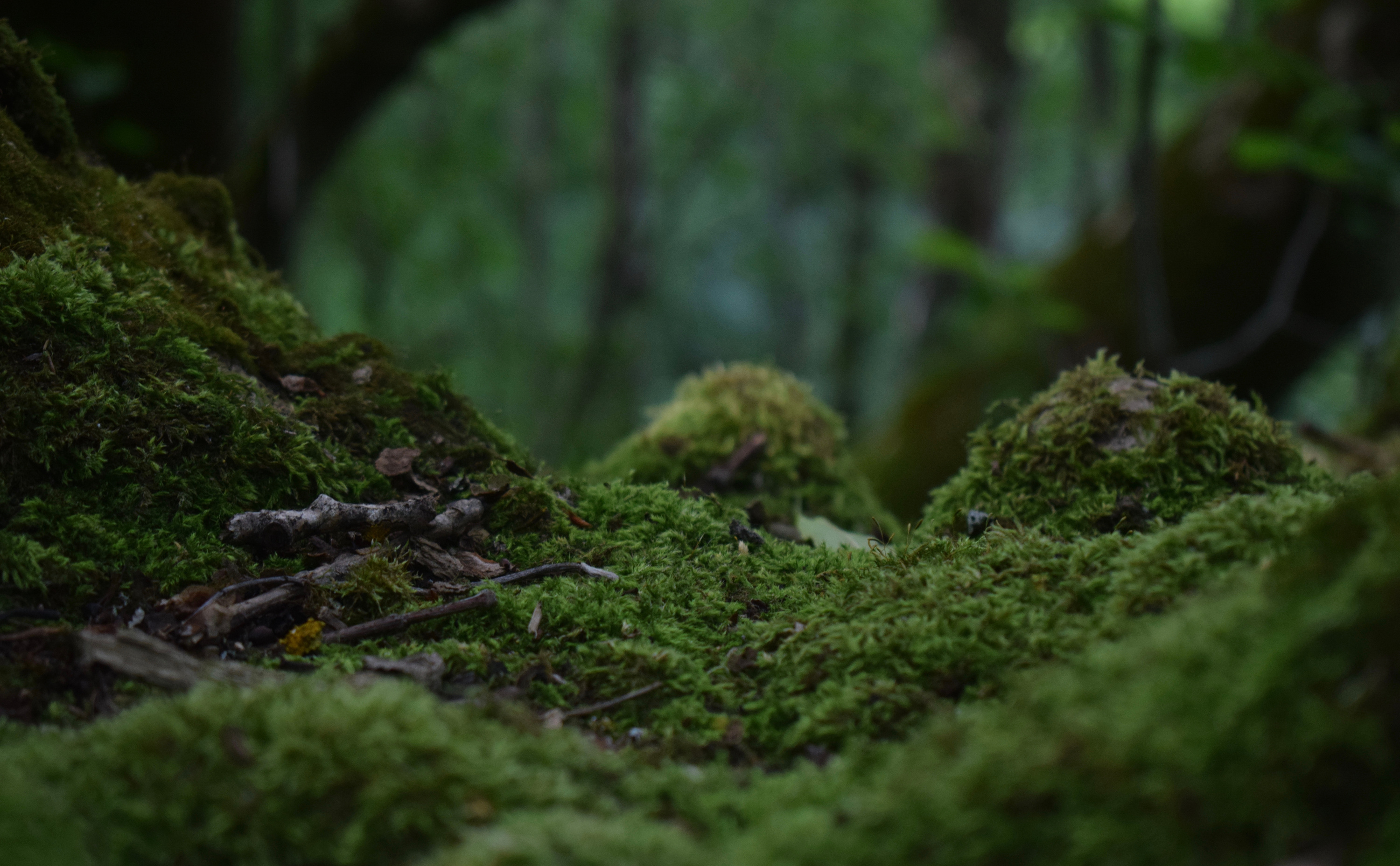 Green Moss on the Ground