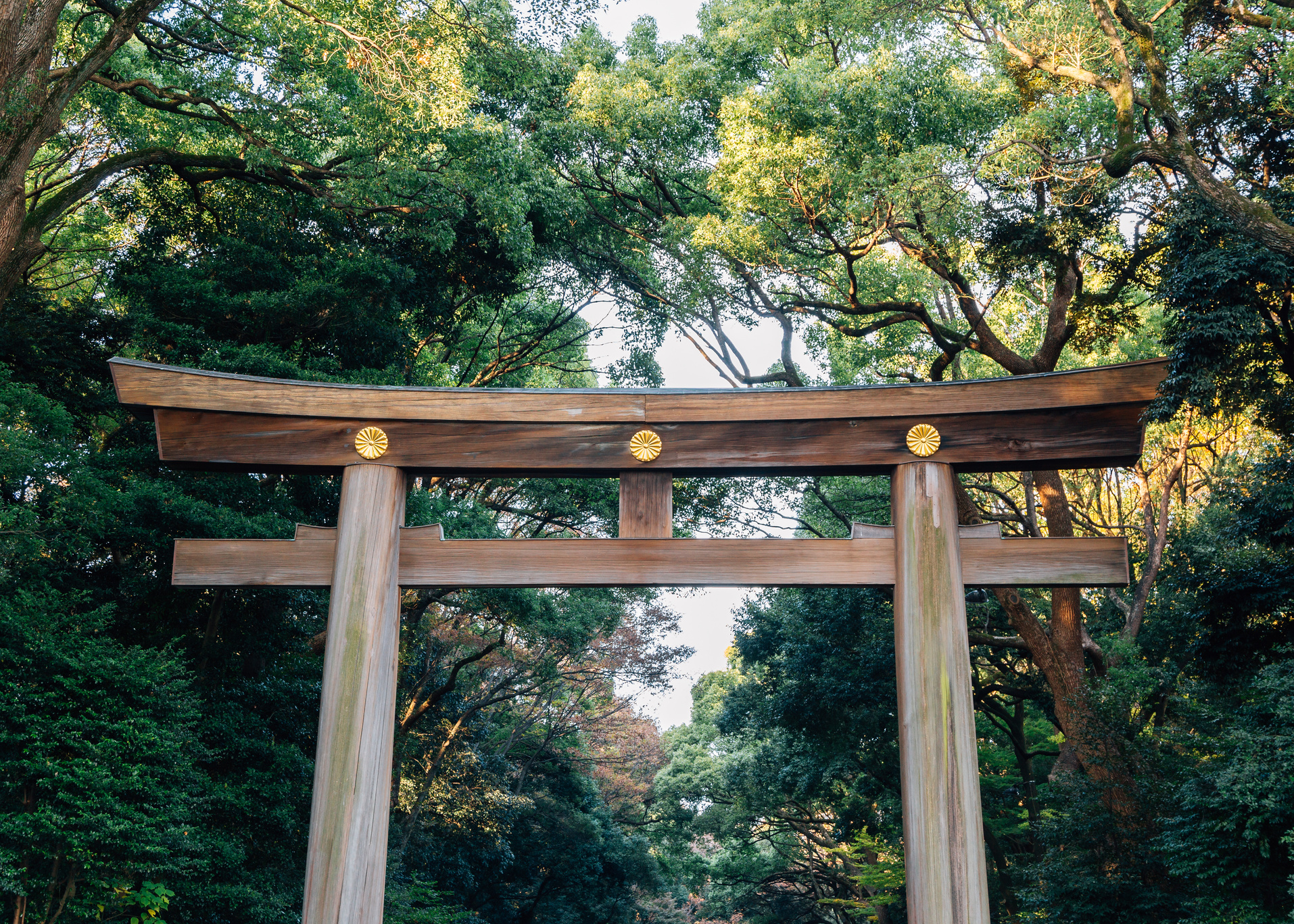 Meiji Jingu shrine Torii gate in Tokyo, Japan